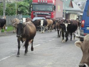 Kühe von oder zur Weide – motorisierte Fahrzeuge haben Rücksicht zu nehmen. (Foto Schusser)
